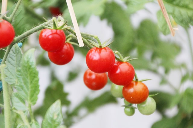 “自家製トマトにまつわる気候の真実